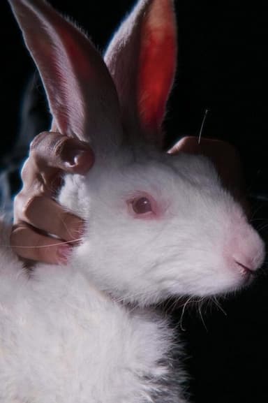 Rabbit 314 poster