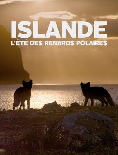 Islande, l’été Des Renards Polaires poster