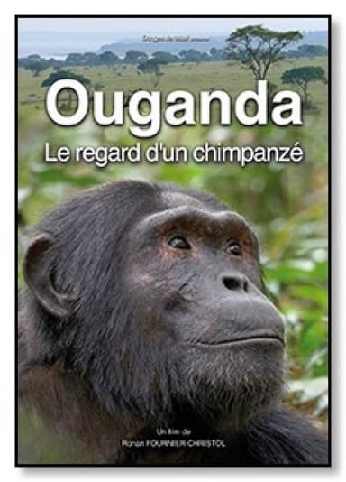 Ouganda, le regard d'un chimpanzé poster