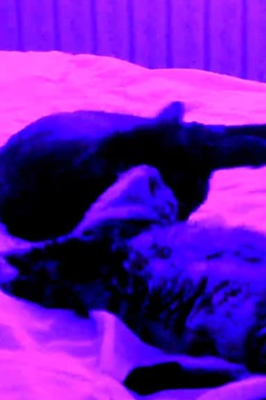 Sylvi & Szowska: A Sensual Tail -test footage 1- poster