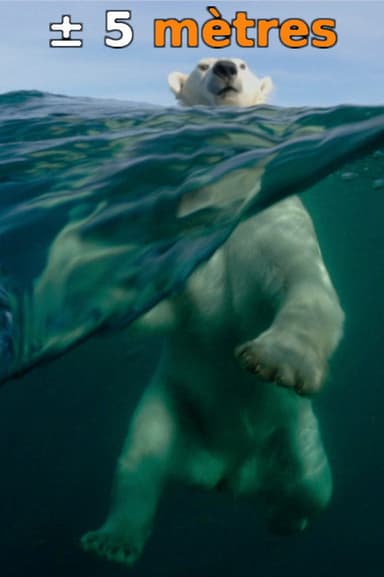 ± 5 Meters From the Surface of the Oceans poster