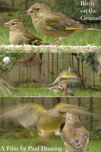 Birds on the Ground poster