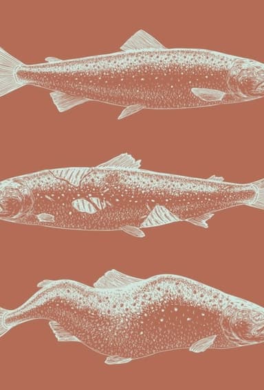 Laxaþjóð - A Salmon Nation poster