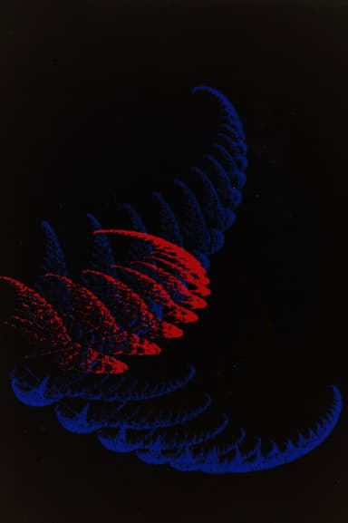 Samambaia poster