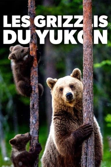 Les grizzlis du Yukon poster