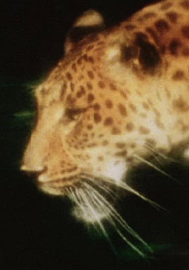 Leopard poster