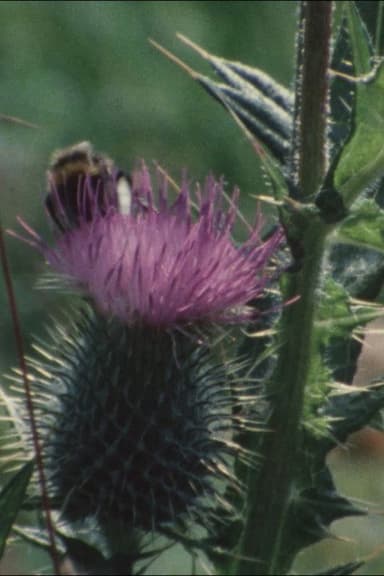 Thistledown poster