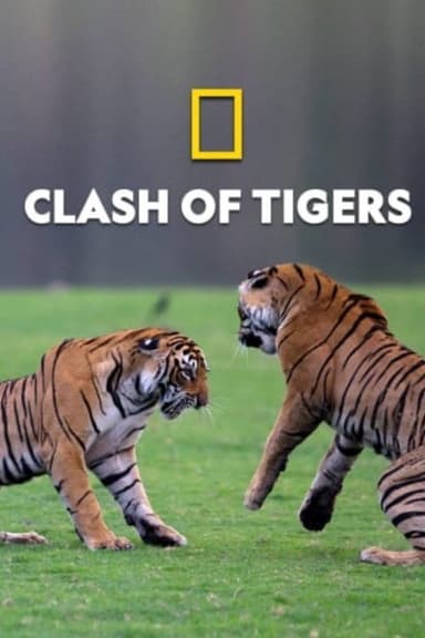 Clash of Tigers poster