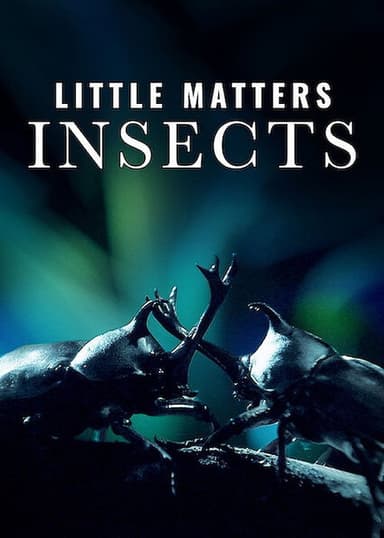 Little Matters: Insects poster