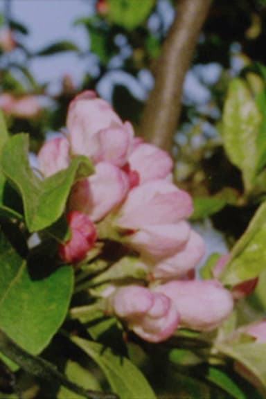 Autumn Rush for Kurt Kren and Winter and Spring and Summer poster