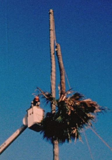 Palm Down poster