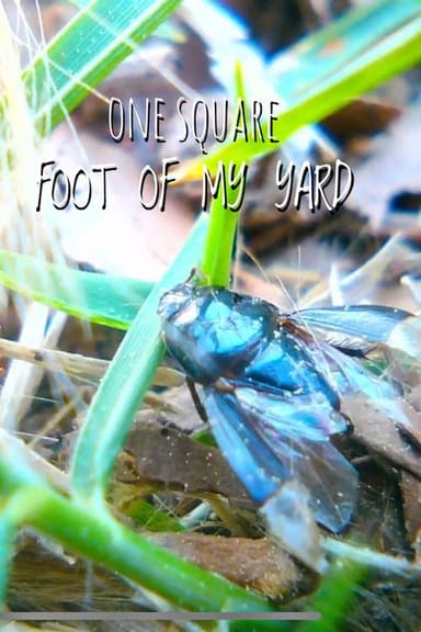 1 Square Foot of My Yard poster