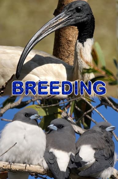 Breeding poster