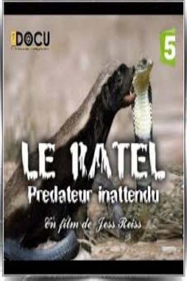 Le ratel prédateur inattendu poster