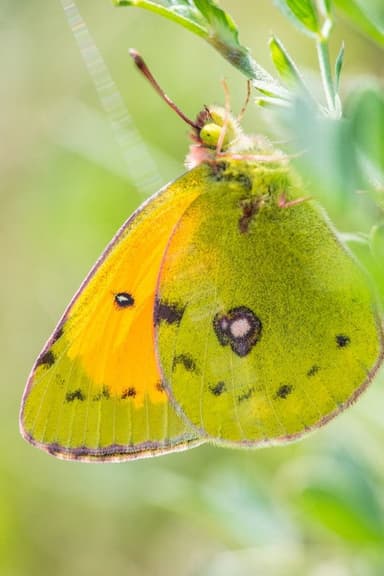 A Butterfly's Tale poster