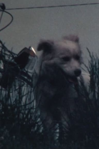 白い犬 poster