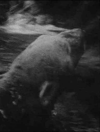 Eisbär poster
