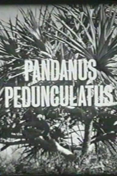 Pandanus Pedunculatus poster