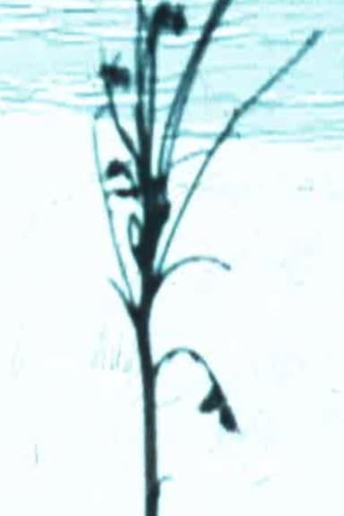 Scene H poster