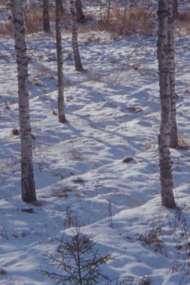 Haukijärvi, February poster
