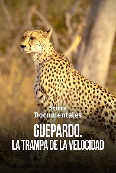 Cheetah – Speed Trap poster