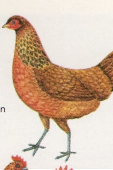 Birds poster