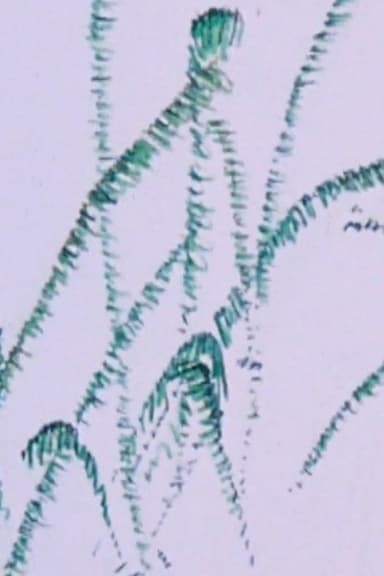 How the Frog’s Eye Sees poster