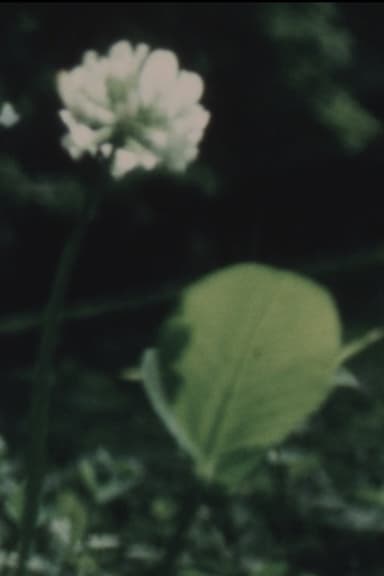 Wildflower poster
