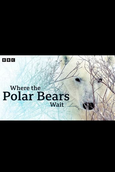 Where the Polar Bears Wait poster