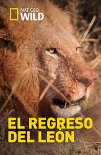 Return of The Lion poster