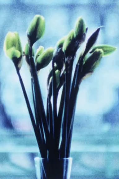 Narcissi poster