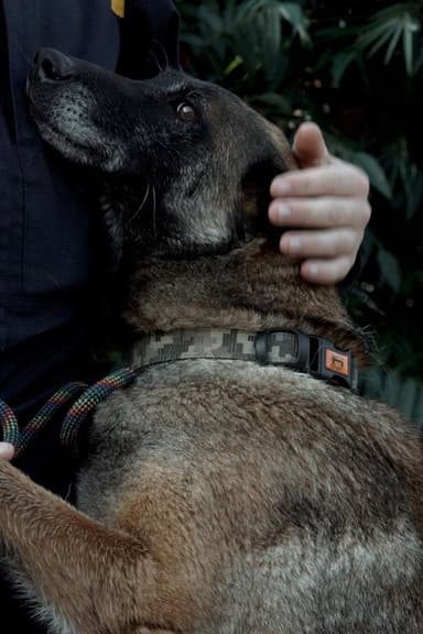 Service dogs and their people poster