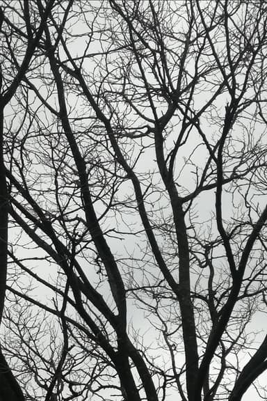 Tree Limbs poster