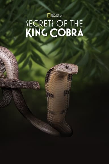 Secrets of the King Cobra poster