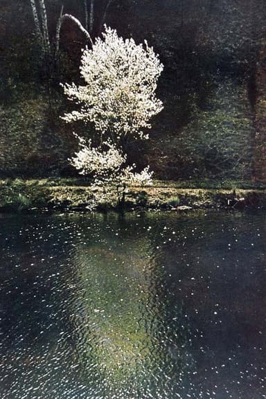 The Little Tree poster
