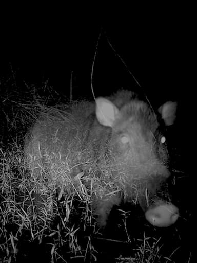 Camera Trap poster