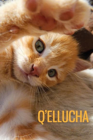 Q’ellucha poster