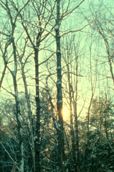 Winter Light poster