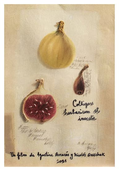Colligare herbarium et insecta poster