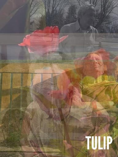 Tulip poster