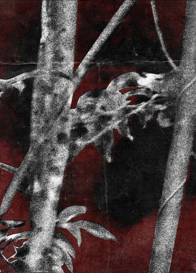 Ruídos Do Cerne poster