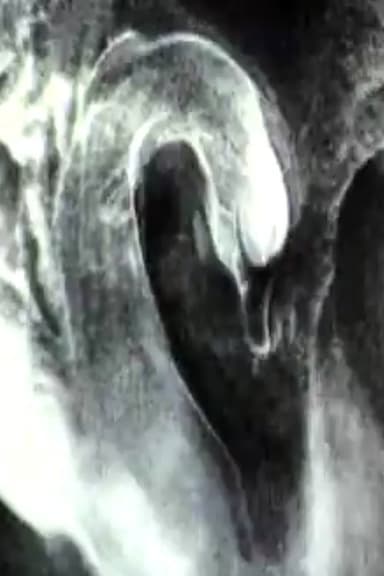 The Swan poster