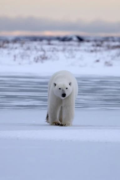 Polar Bear Country poster