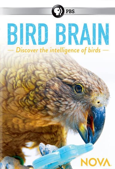 NOVA: Bird Brain poster