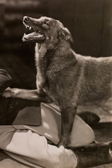 The Hound of Silver Creek poster