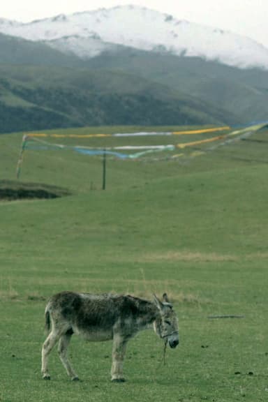 The Boys and the Donkey poster