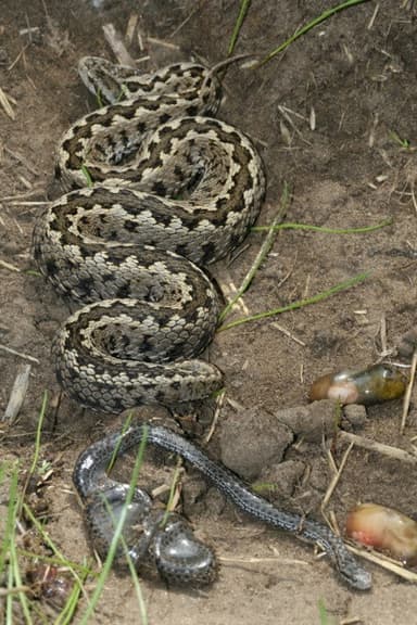 Vipera Life – A serpent’s life poster