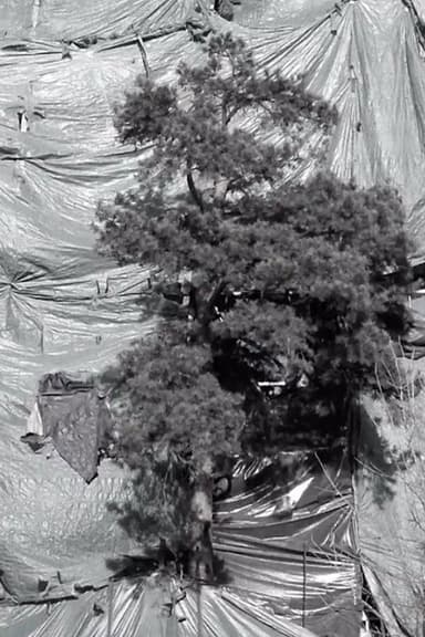 The Tree poster