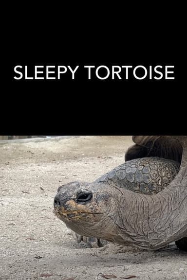 Sleepy Tortoise poster