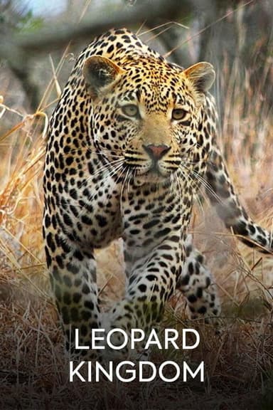 Leopard Kingdom poster